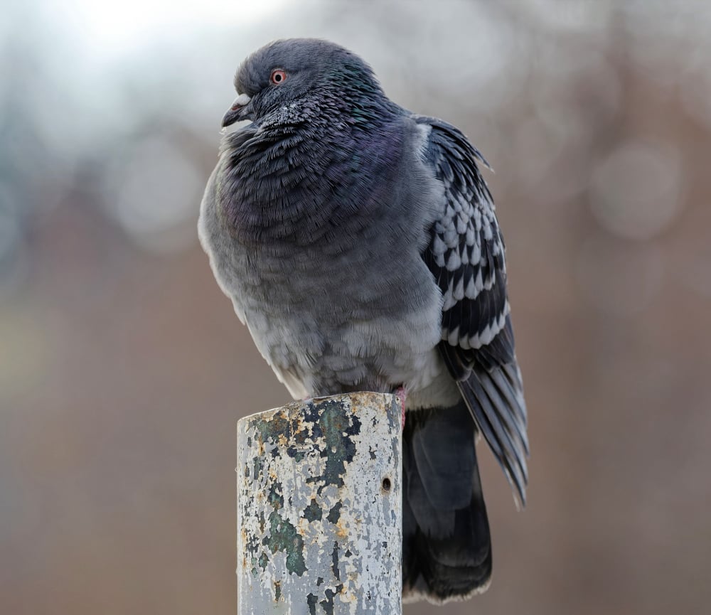 Nuisance Wildlife Control Alabama Arab